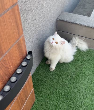 Persian cats (Home Grown)