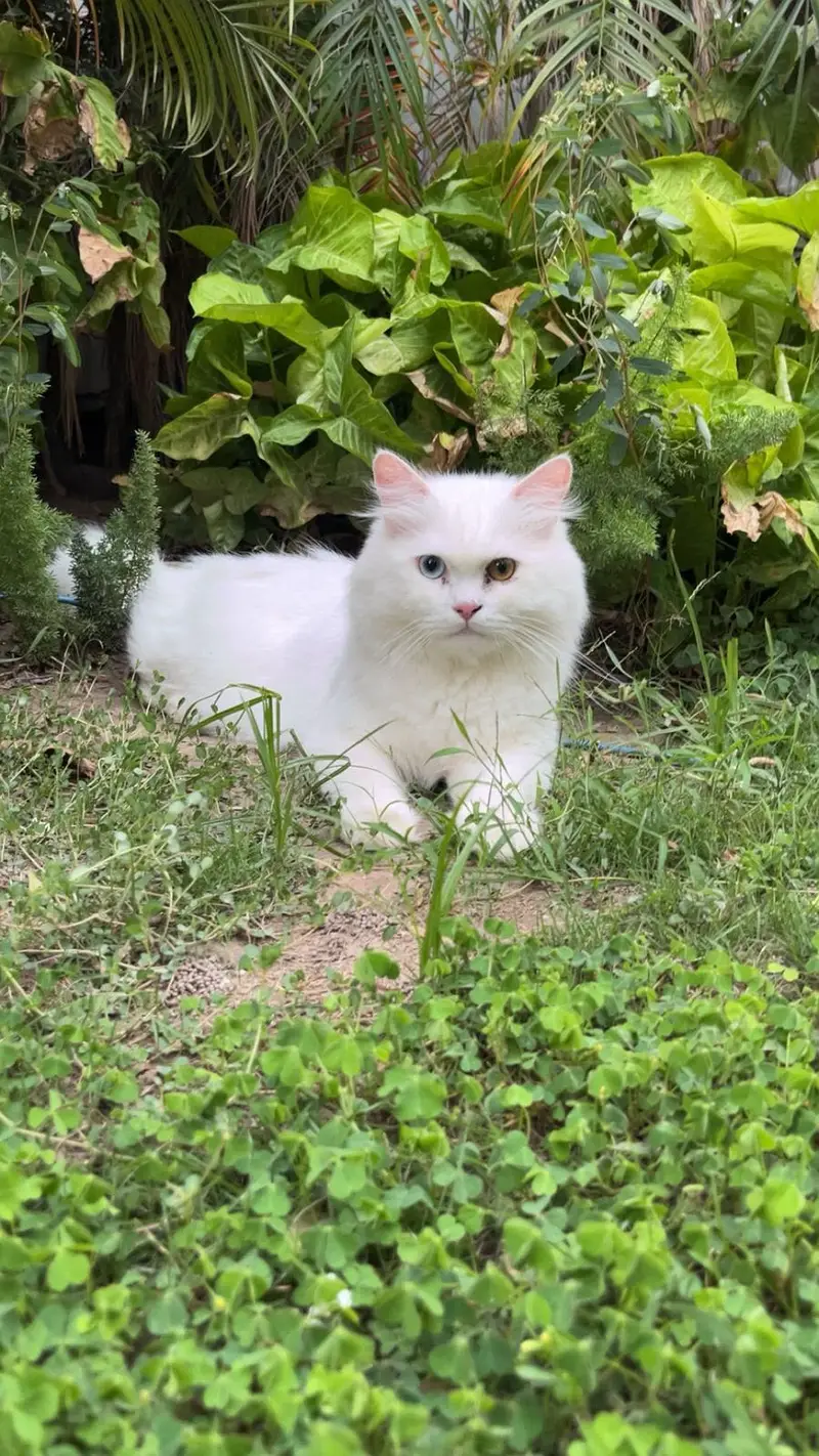 Persian cats (Home Grown) — photo 2