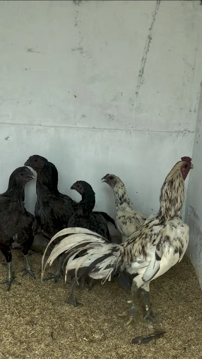 Ice blue and blue dragon breeder set — photo 2