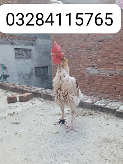 morga for sell
