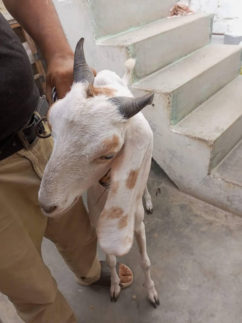 goats 1