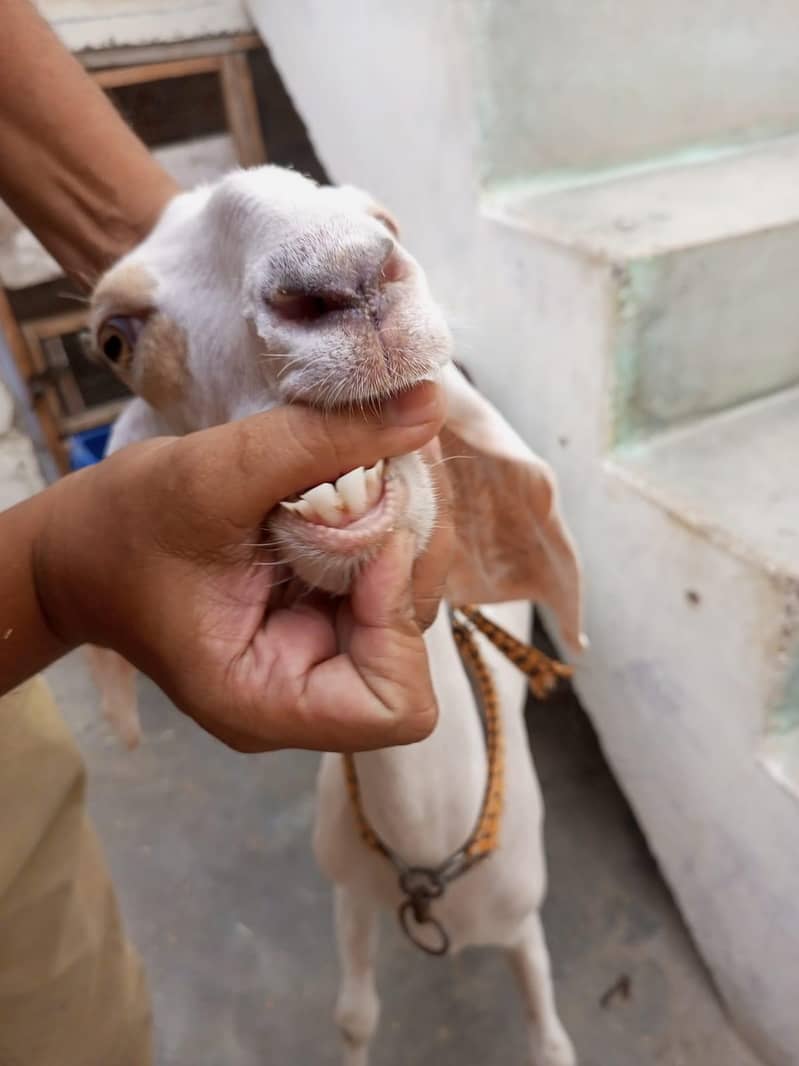 goats 2