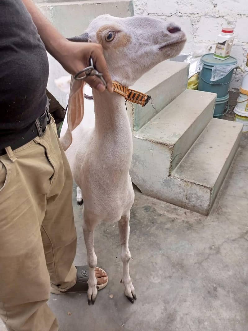 goats 3