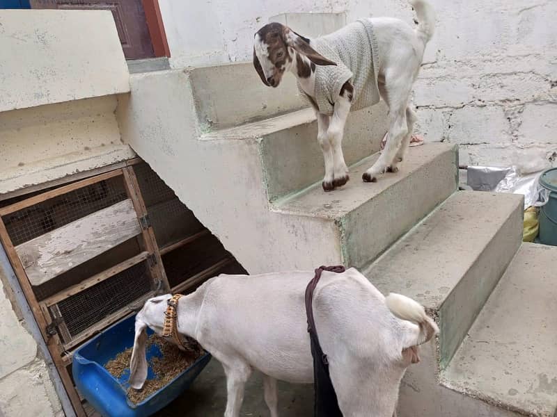 goats 4