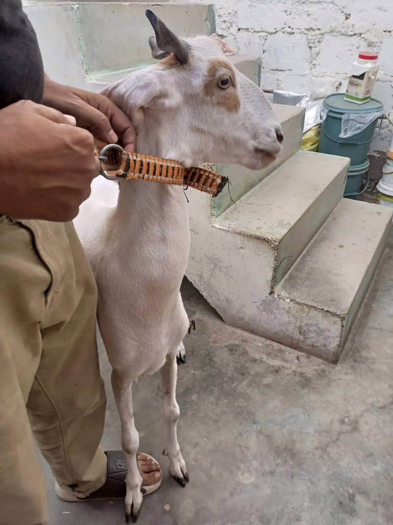 goats 5