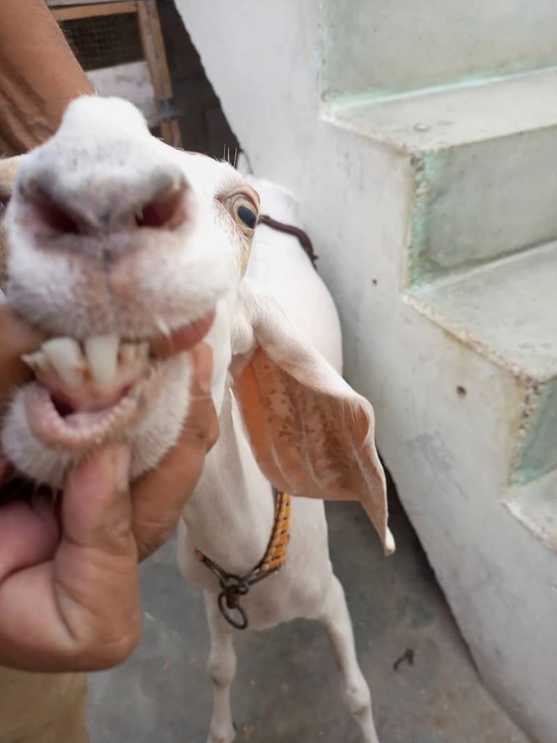 goats 6