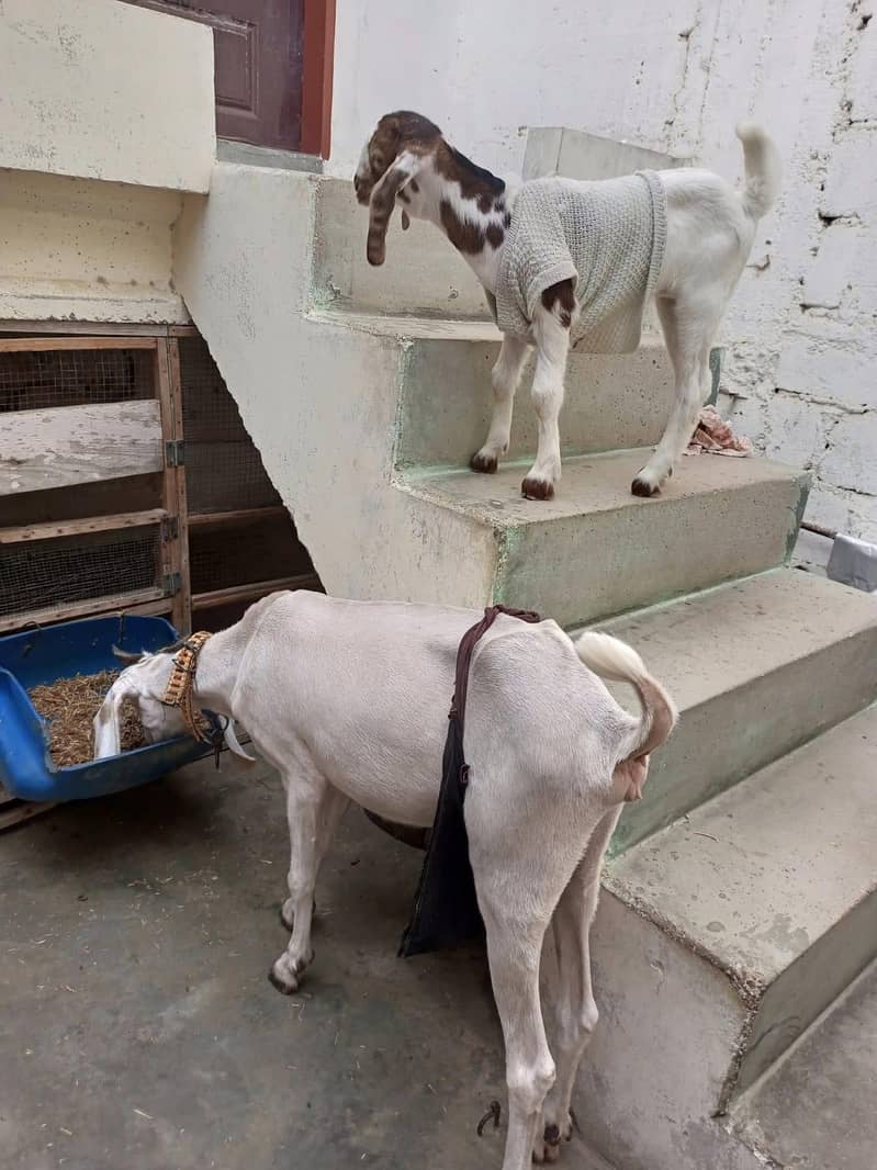 goats 7