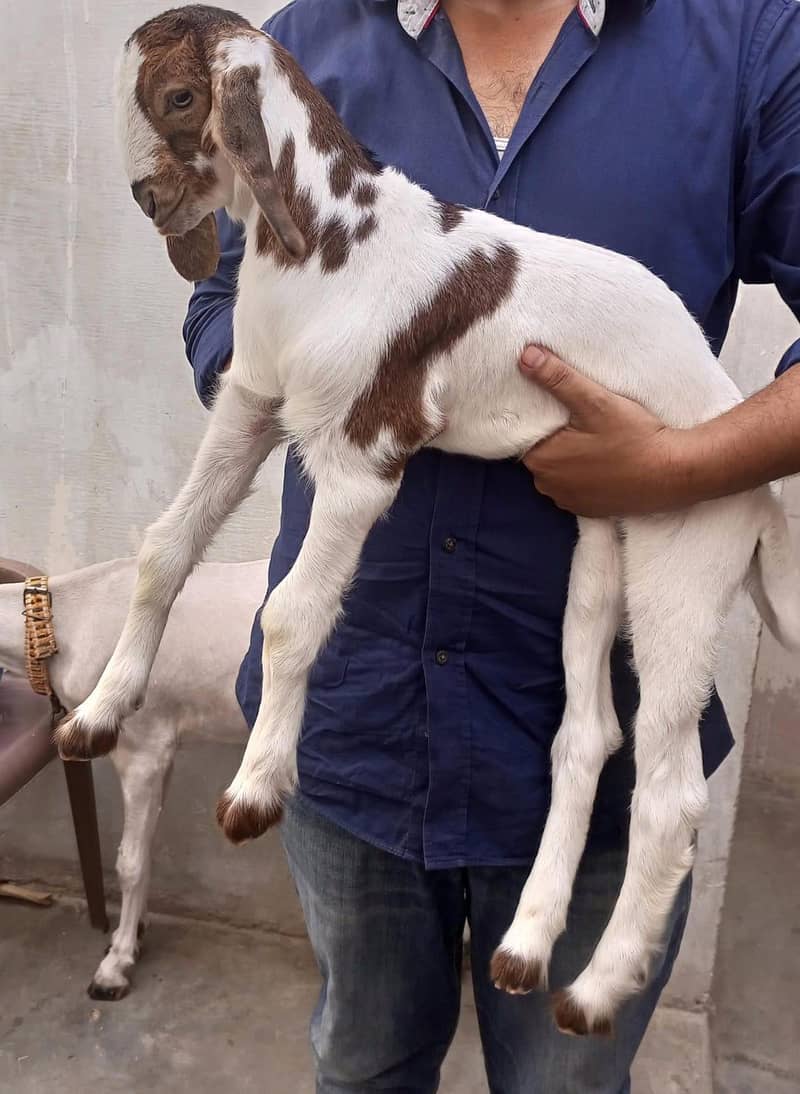 goats 8