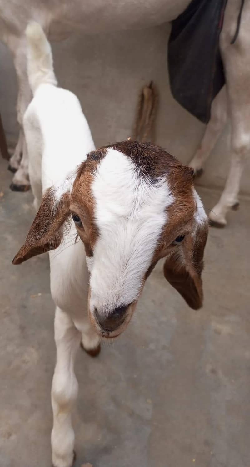 goats 9