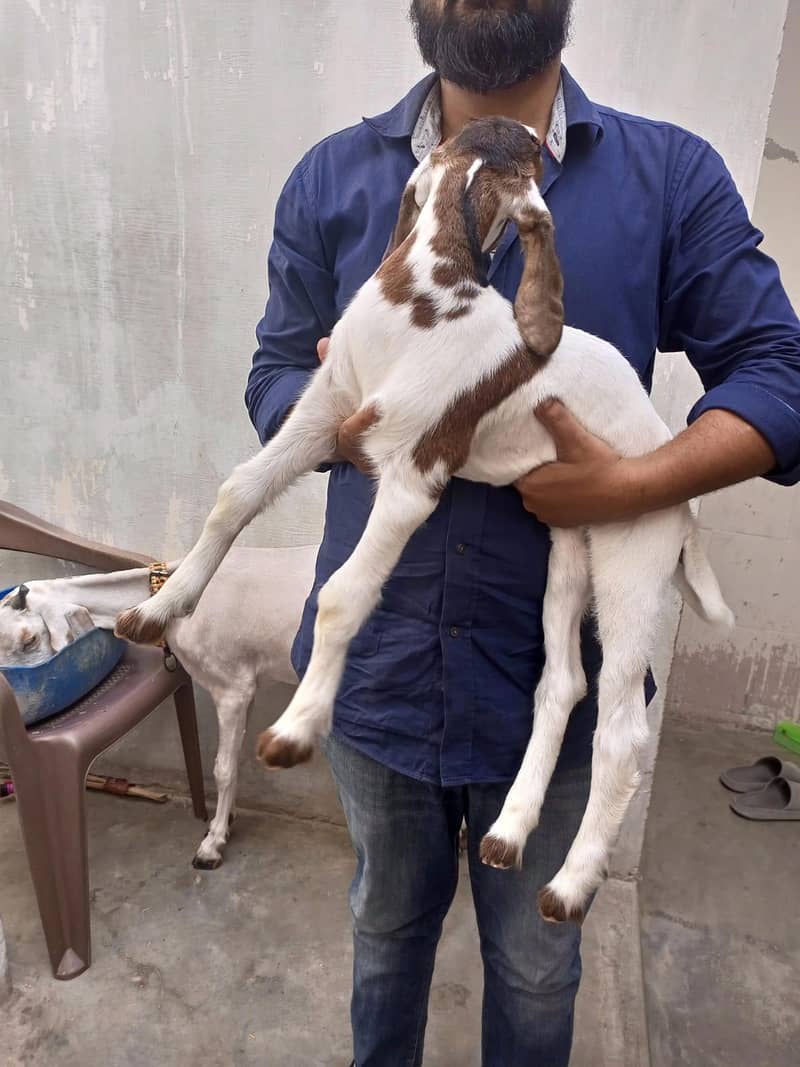 goats 10