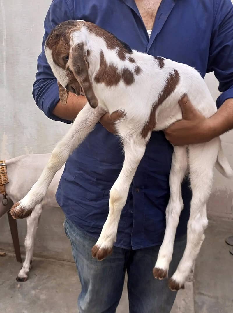 goats 11