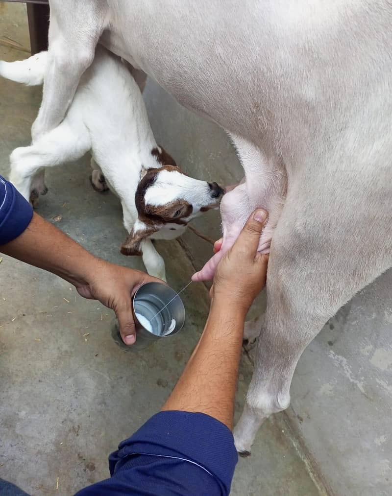 goats 13