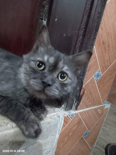 Persian Cats For Sale