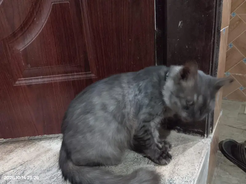 Persian Cats For Sale — photo 2