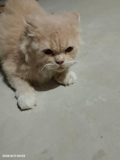 Persian Cats For Sale 03342495722
