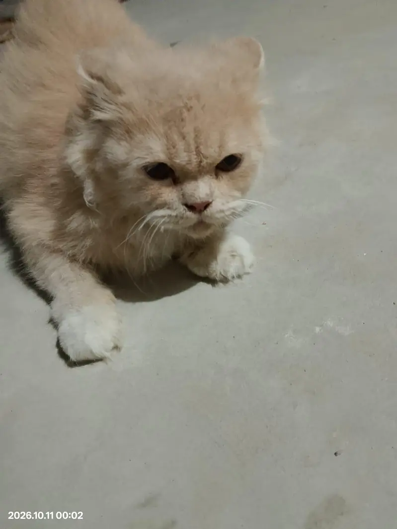 Persian Cats For Sale — photo 3