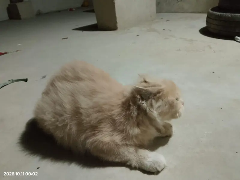 Persian Cats For Sale — photo 4