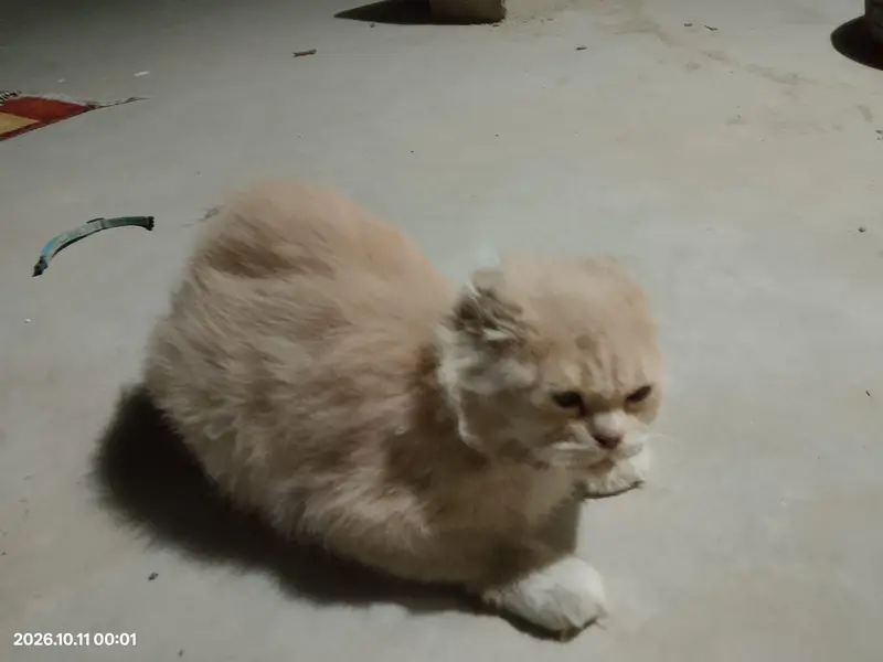 Persian Cats For Sale — photo 5