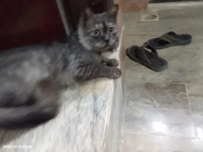 Persian Cats For Sale — photo 6