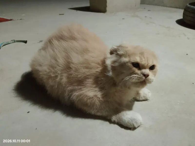 Persian Cats For Sale — photo 7