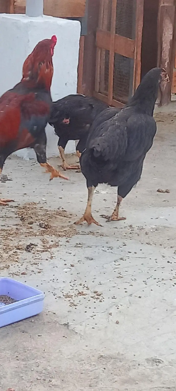 Aseep Setup for Sale — photo 5