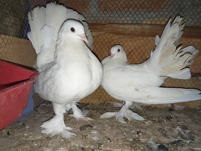 kabootar