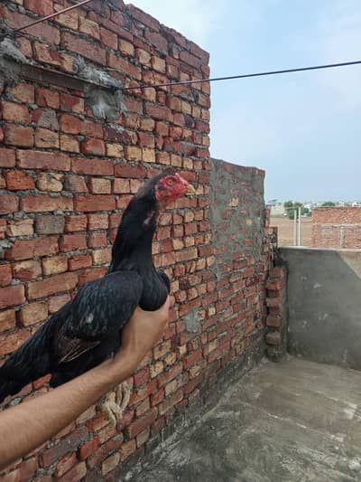 Aseel | Thai Aseel | Pakistani Aseel | Aseel Hens For Sale