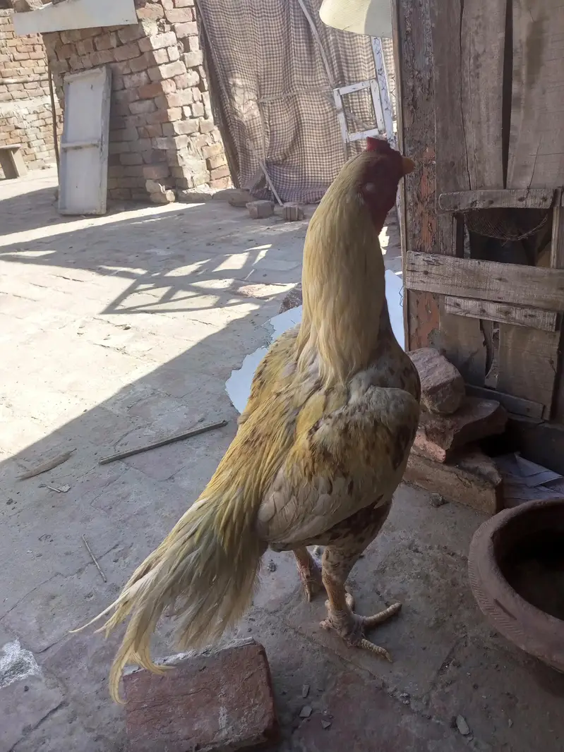 pakistani pear ke chiks avelebal — photo 2