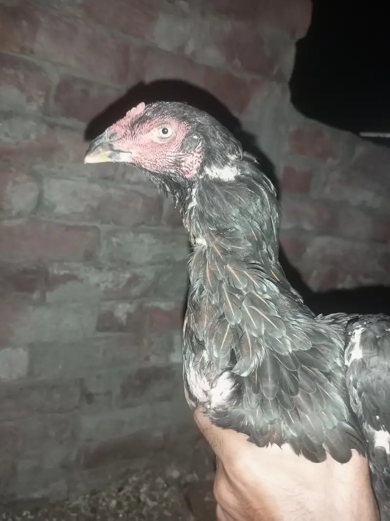 pakistani pear ke chiks avelebal — photo 3