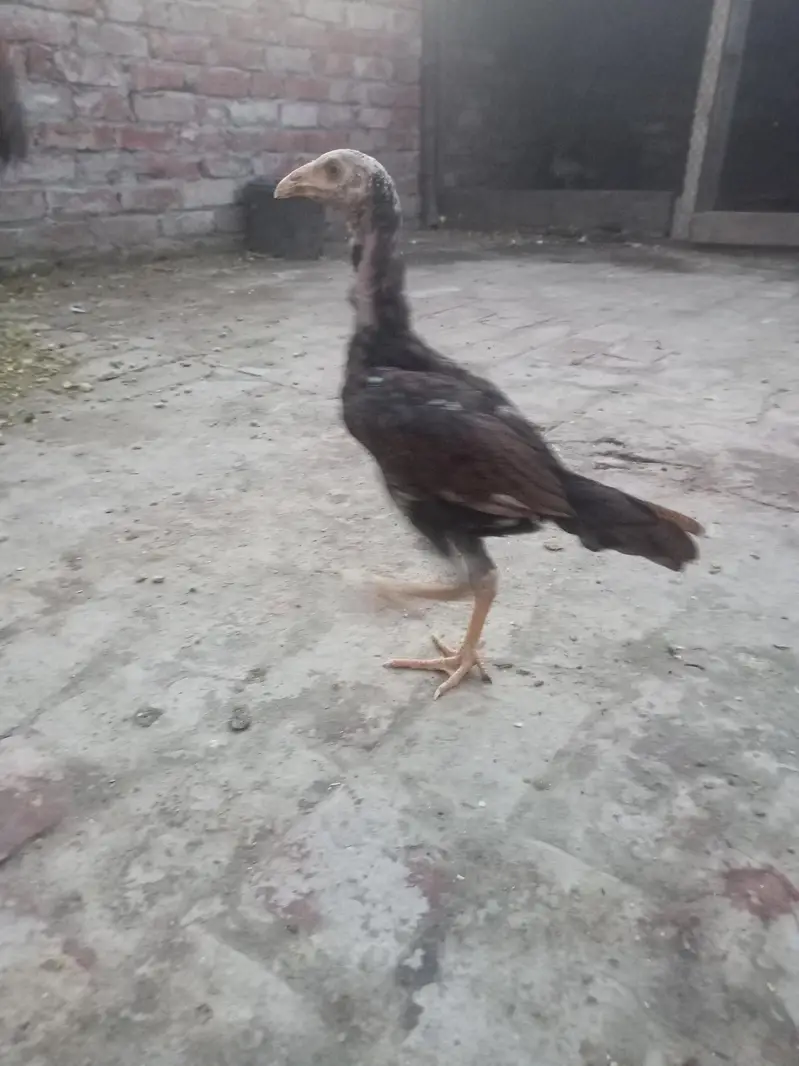 pakistani pear ke chiks avelebal — photo 7