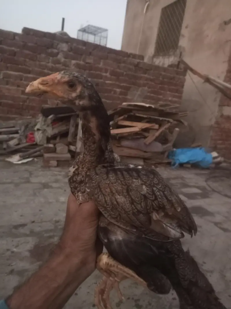 pakistani pear ke chiks avelebal — photo 9