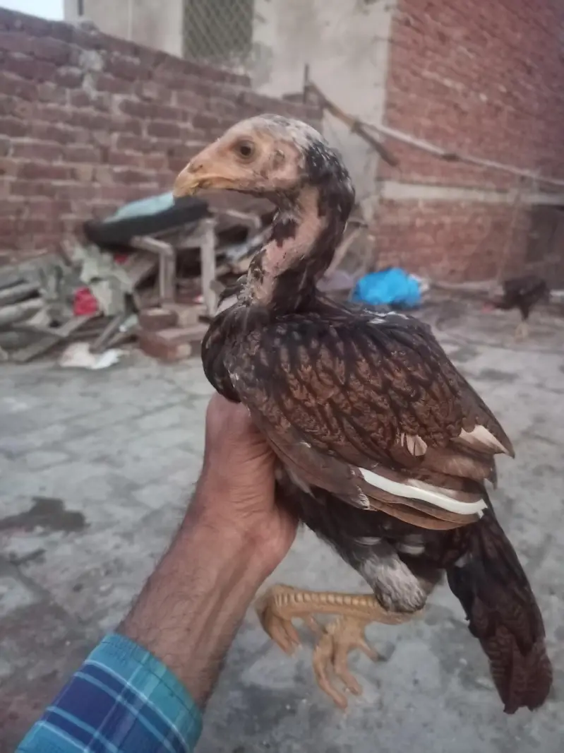 pakistani pear ke chiks avelebal — photo 11