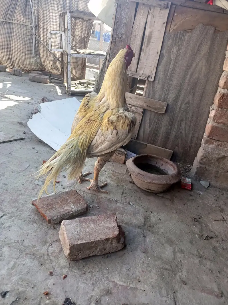 pakistani pear ke chiks avelebal — photo 12