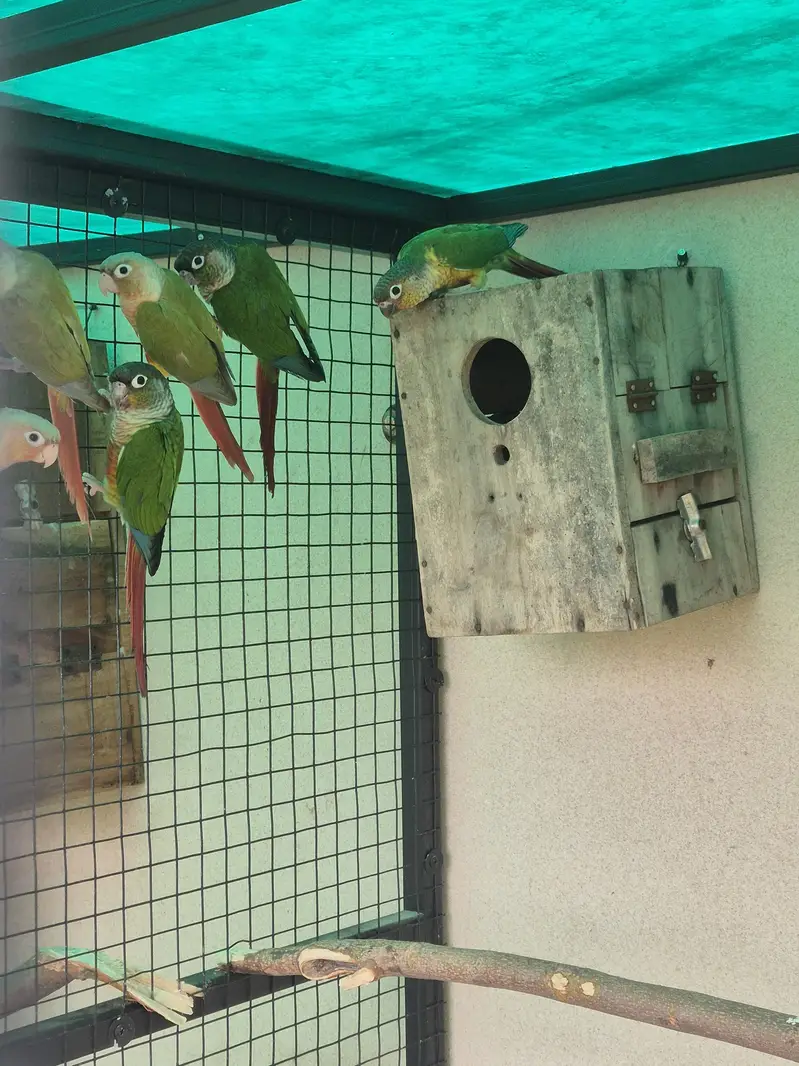 High red factor yellow sided and pineapple conure 4 pairs for sale — photo 3