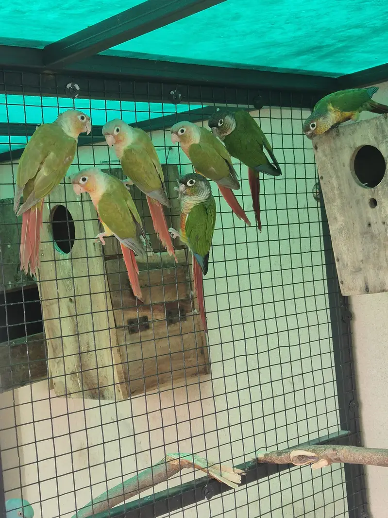 High red factor yellow sided and pineapple conure 4 pairs for sale — photo 4