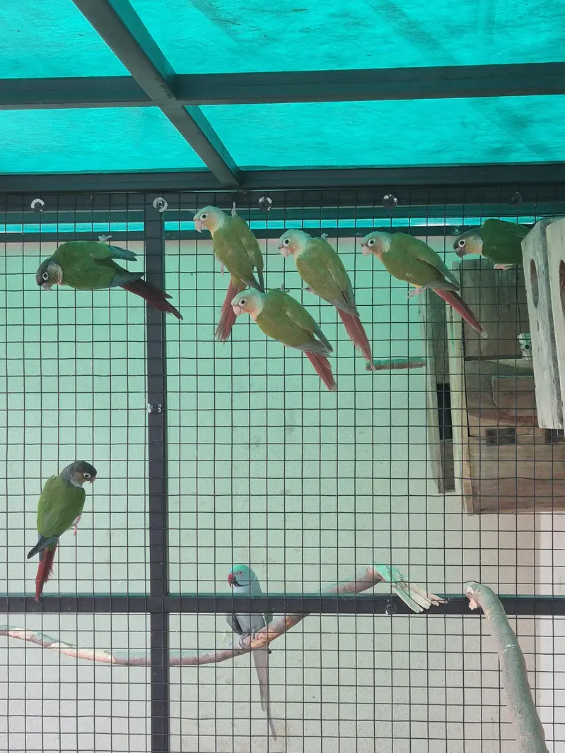 High red factor yellow sided and pineapple conure 4 pairs for sale — photo 5