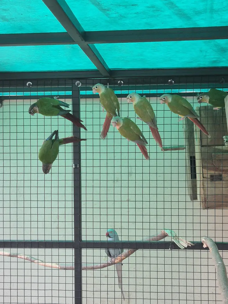 High red factor yellow sided and pineapple conure 4 pairs for sale — photo 6