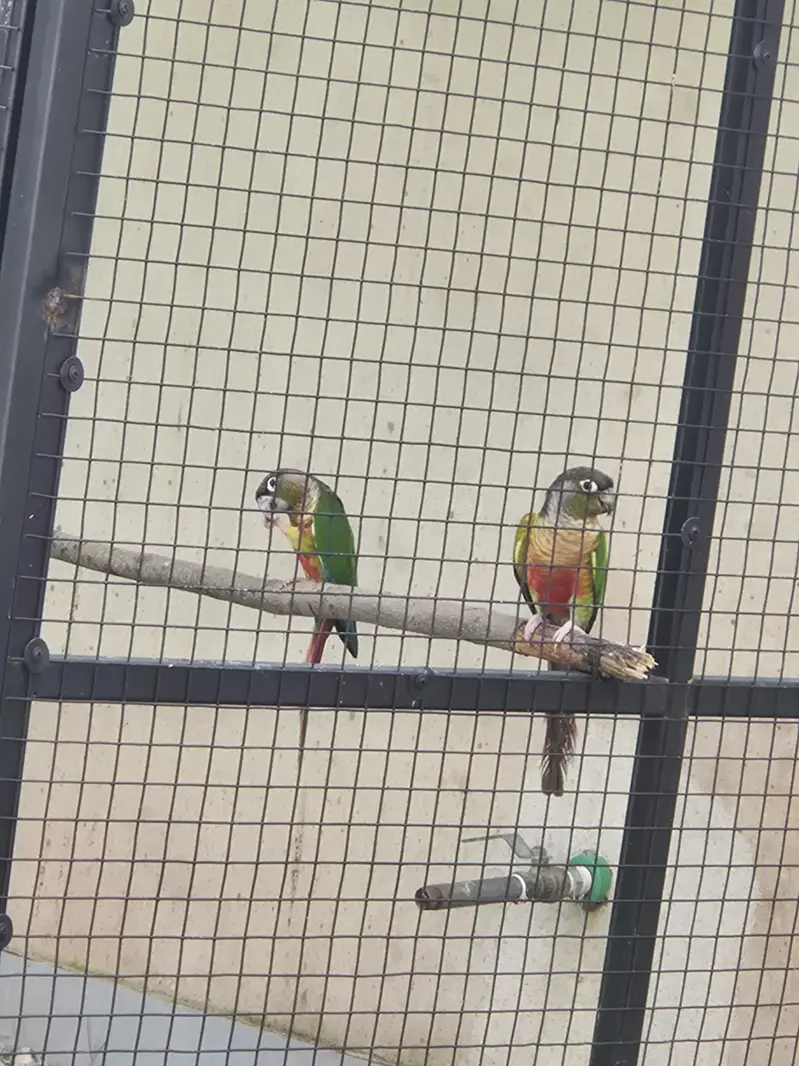 High red factor yellow sided and pineapple conure 4 pairs for sale — photo 7
