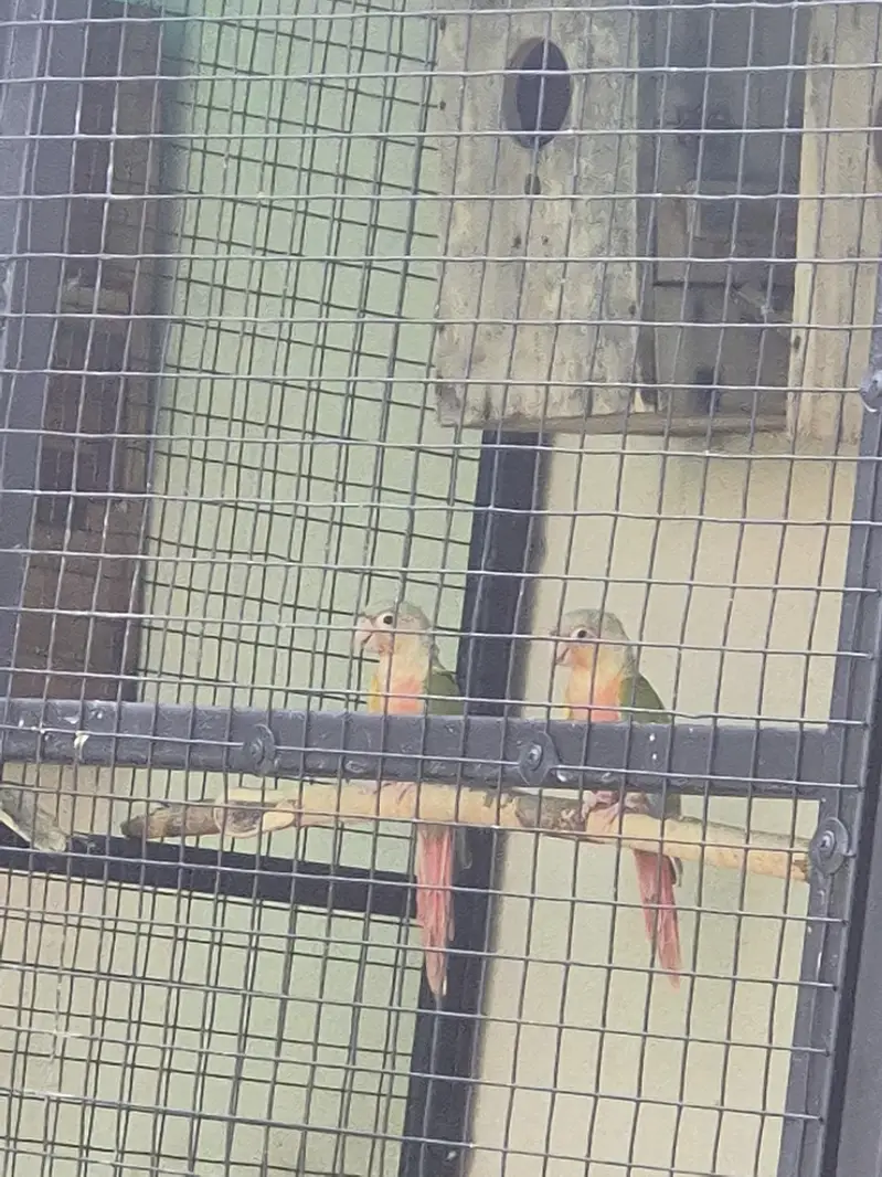 High red factor yellow sided and pineapple conure 4 pairs for sale — photo 8