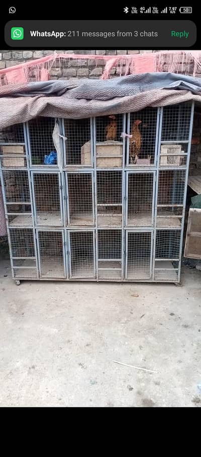 aseel murgah cage