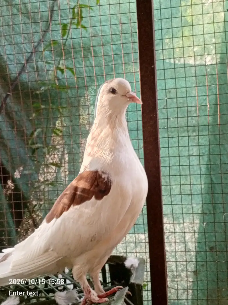 urgent for sale — photo 2