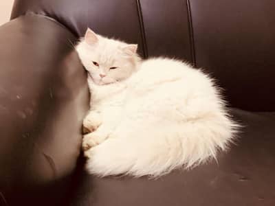 Persian Cat Triple coat healthy.