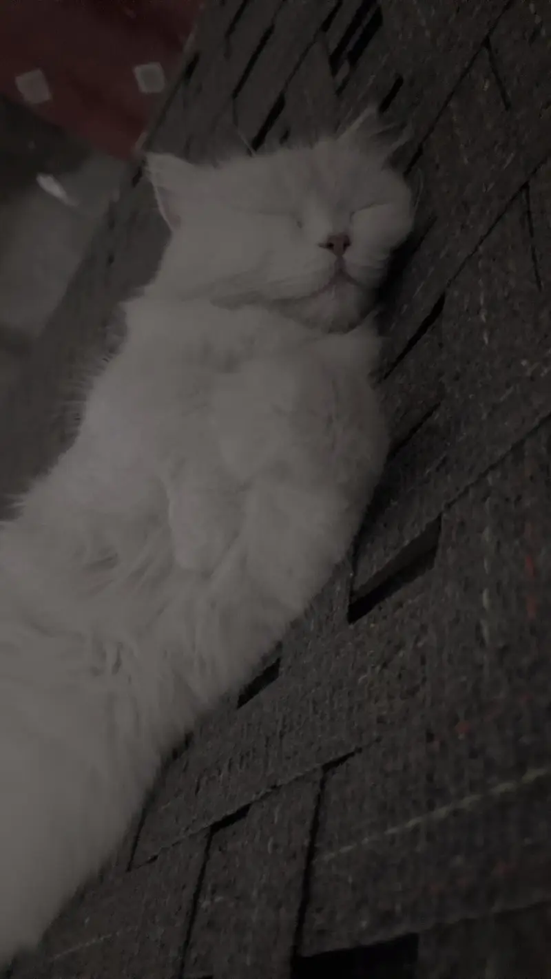 Persian Cat Triple coat healthy. — photo 2