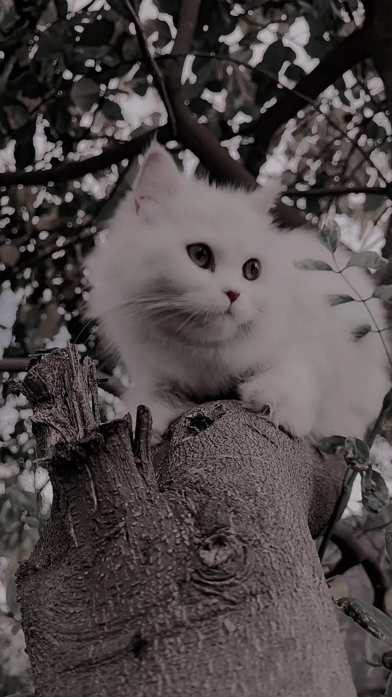 Persian Cat Triple coat healthy. — photo 3