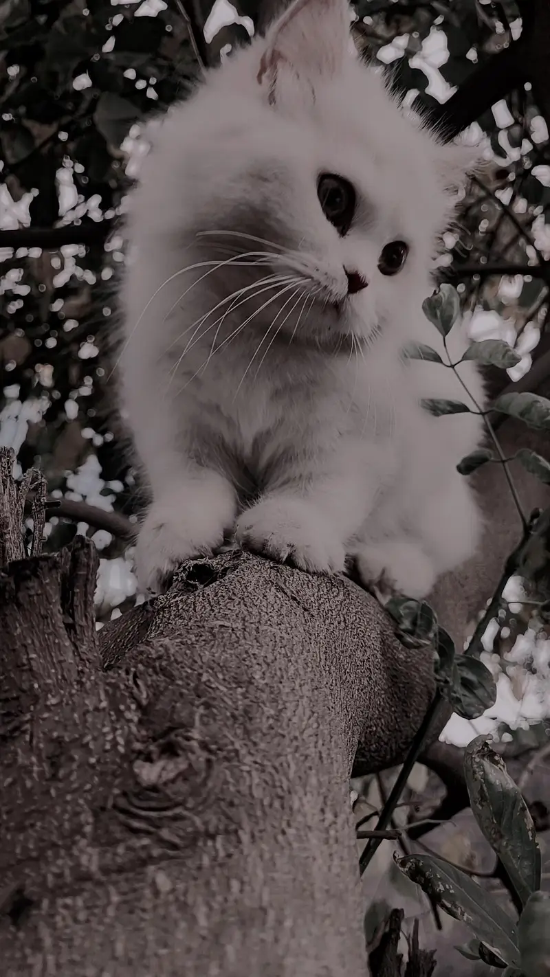 Persian Cat Triple coat healthy. — photo 4