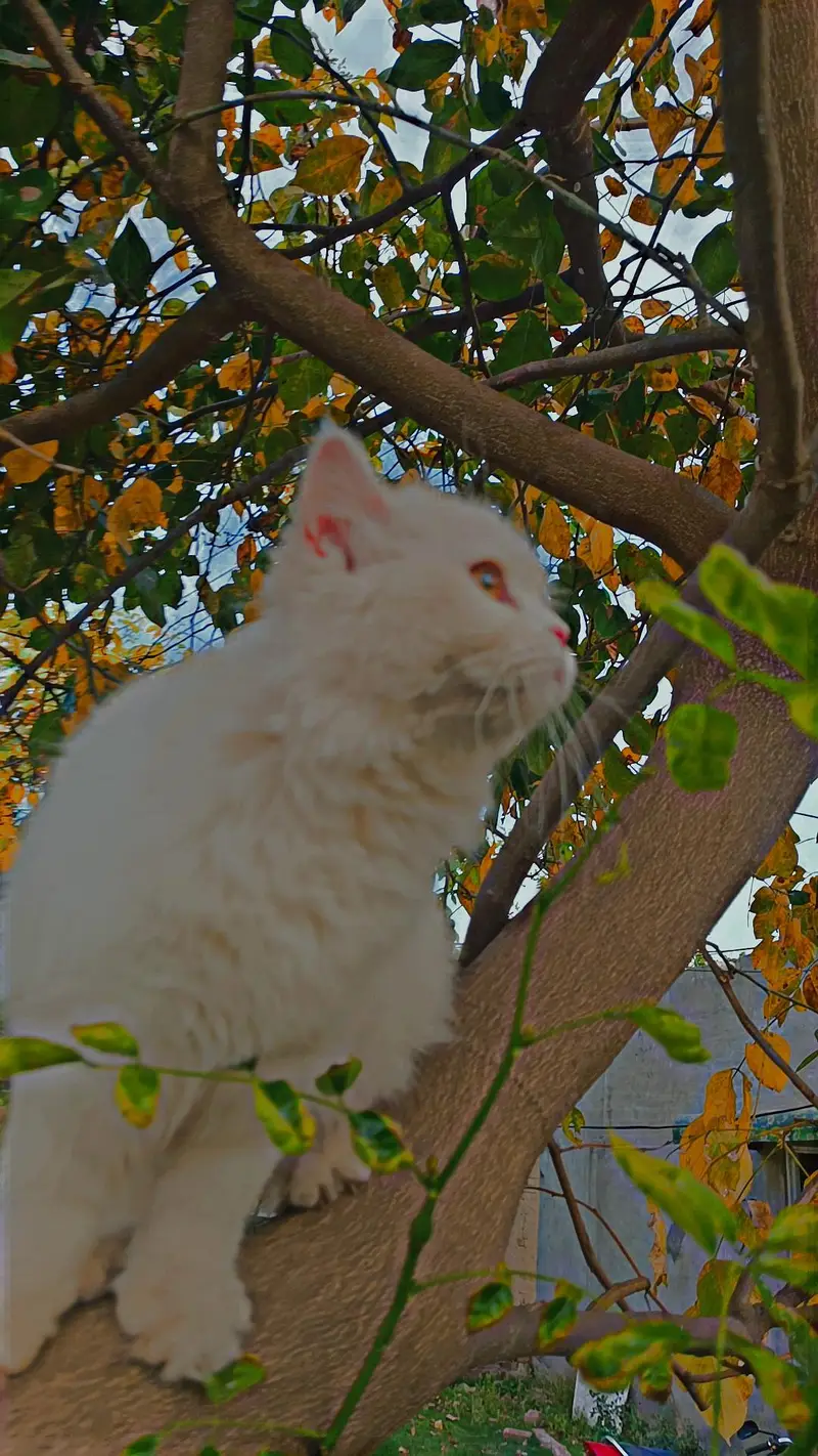 Persian Cat Triple coat healthy. — photo 5