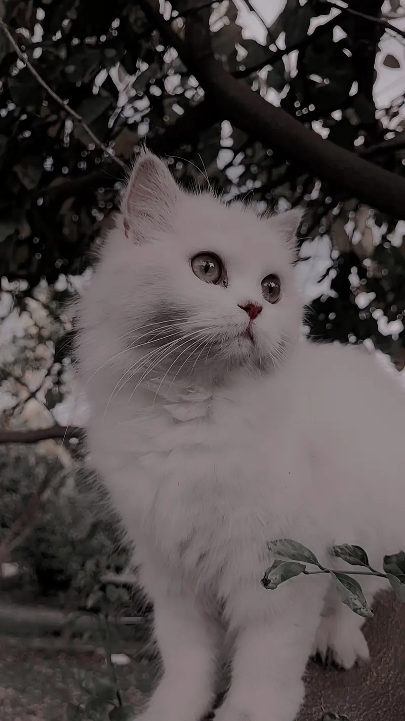 Persian Cat Triple coat healthy. — photo 6