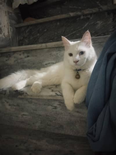 Turkish angora