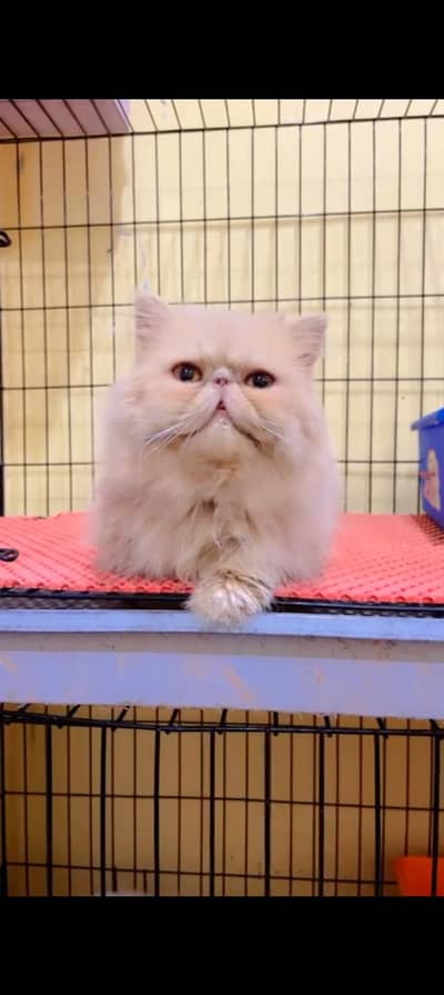 pike male available for meeting