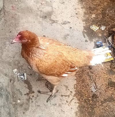 one aseel chick one adult hen for sale